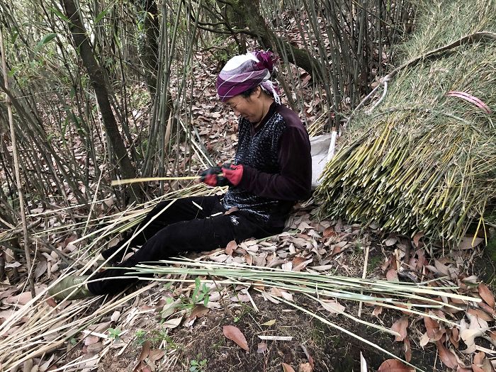村民歇脚时整理砍下来的箭竹    苏娅供图
