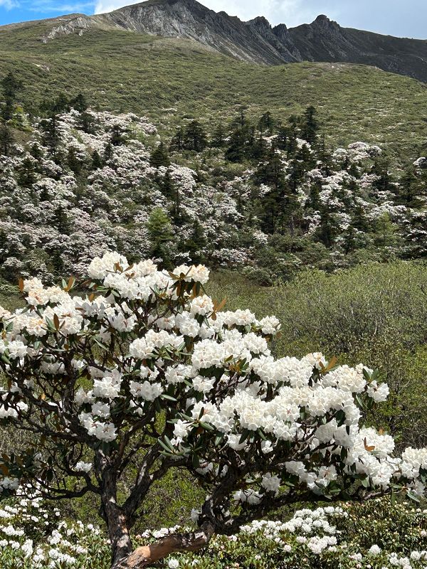 栎叶杜鹃。分布于海拔3300-4200米的高山杜鹃灌丛中或冷杉林下    苏娅供图